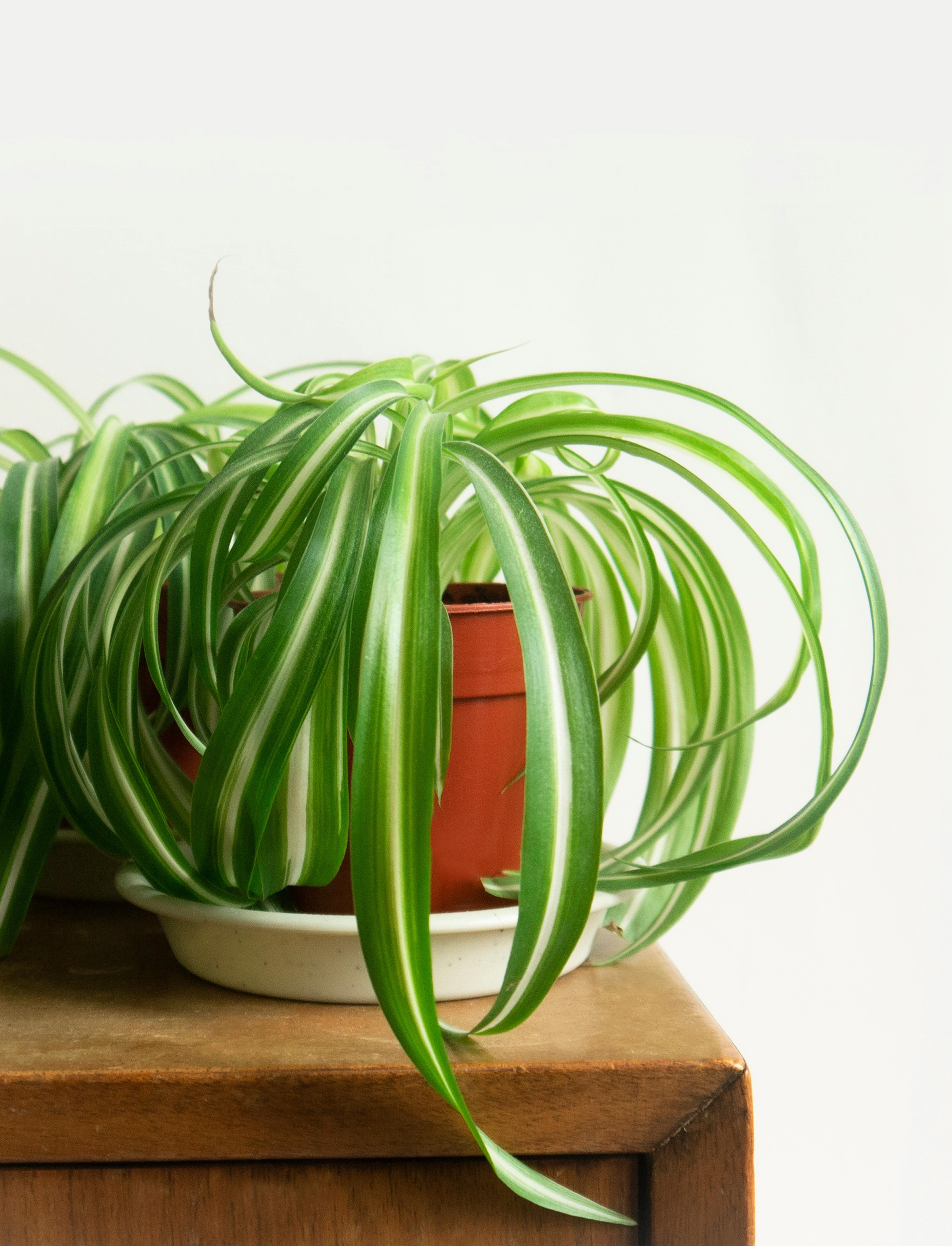 Spider Plant